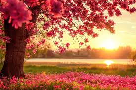 Donna Philip Avila Schmidt